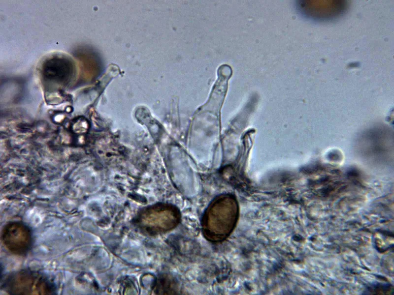 Agrocybe pediades 13 - Queilocistidios mayoritarios
